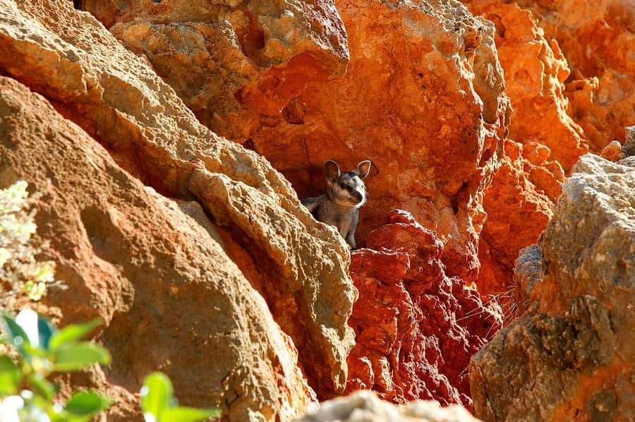 Exmouth: Cape Range Explorer One-Day Trekking Adventure - Cape Range and Ningaloo, Packed Into One Day