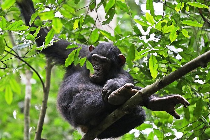 Experience Chimpanzee Trekking in Budongo Forest - Key Things That Make Royal Mile Budongo Chimp Trek Worth It