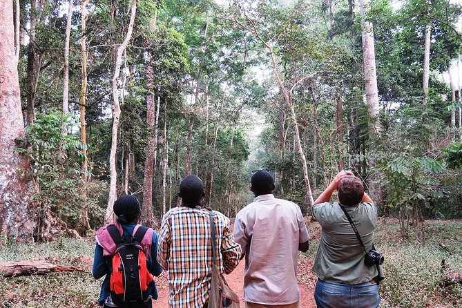 Experience Chimpanzee Trekking in Budongo Forest - Getting to Royal Mile Budongo Forest from Masindi