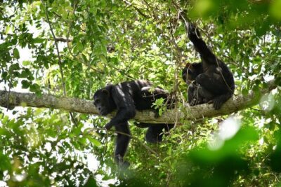 Experience Chimpanzee Trekking in Budongo Forest - The Ranger Briefing and Your Tracking Window