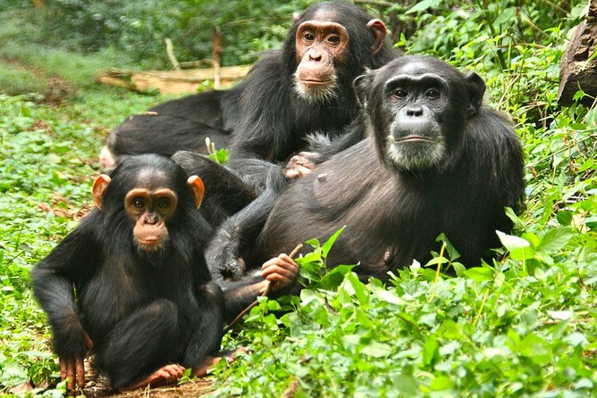 Experience Chimpanzee Trekking in Budongo Forest - Half-Day vs Full-Day: The Habituation Upgrade Explained
