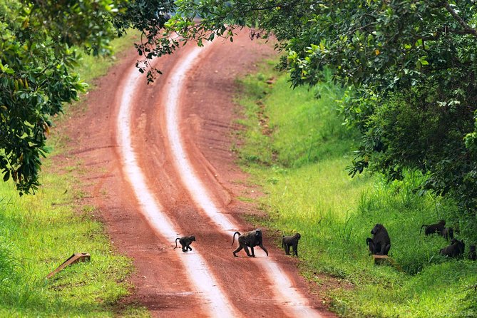 Experience Chimpanzee Trekking in Budongo Forest - Private Tour Perks: Your Group Only, Your Pace