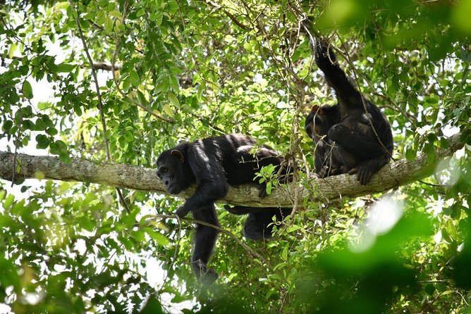Experience Chimpanzee Trekking in Budongo Forest - The Ranger Briefing and Your Tracking Window