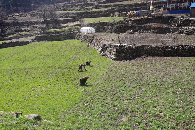 Experience the Thrill of a Lifetime:12-Days Manaslu Circuit trek - Day 9: Samdo to Dharmashala (Larkya Phedi) and the “starting line” feeling