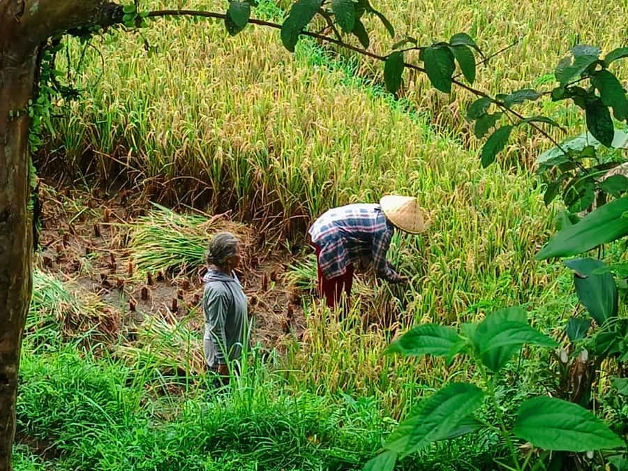 Explore rice terraces munduk & waterfall trekking experience - Key Highlights You’ll Feel Right Away