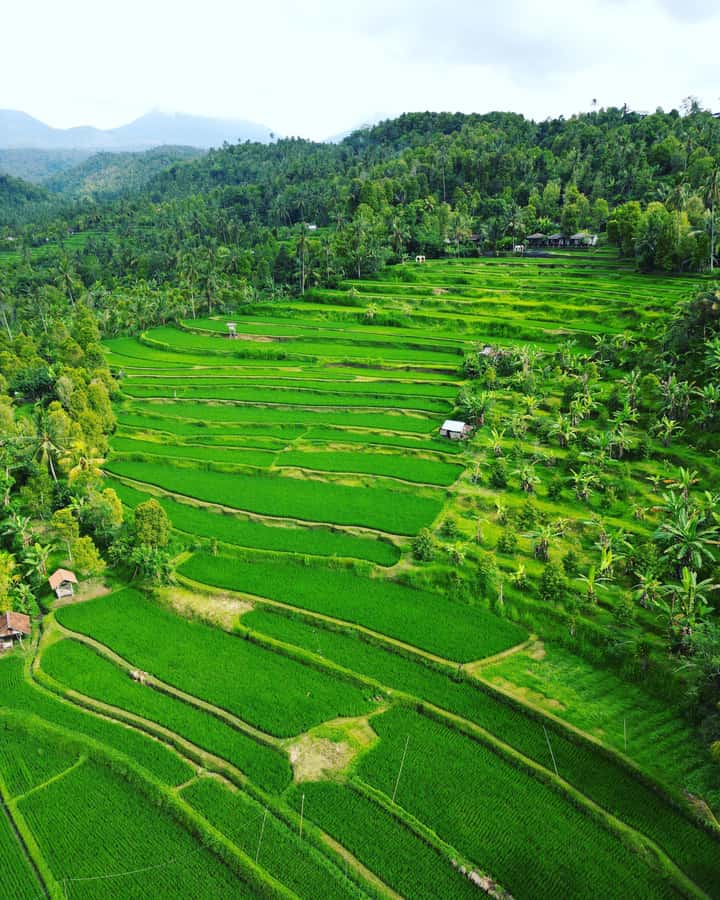 Explore rice terraces munduk & waterfall trekking experience - Munduk Hiking: The Walk, the Safety Briefing, and the Plant Lessons