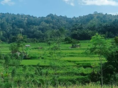 Explore rice terraces munduk & waterfall trekking experience - Celukan Bawang Port Pickup: Timing, Transfers, and Route Reality