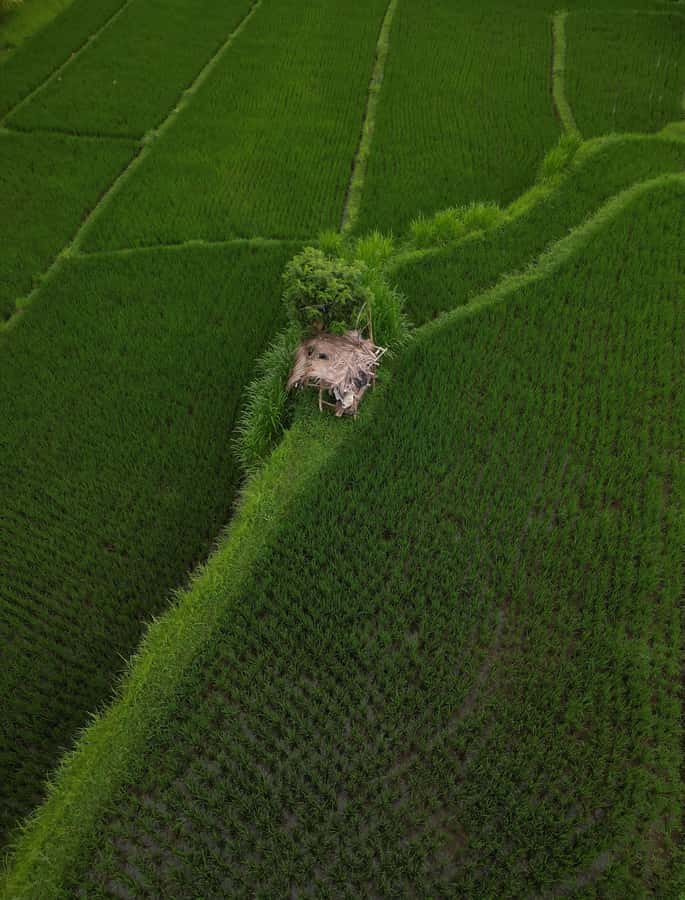 Explore rice terraces munduk & waterfall trekking experience - Short Stop for Views and a Quick Reset