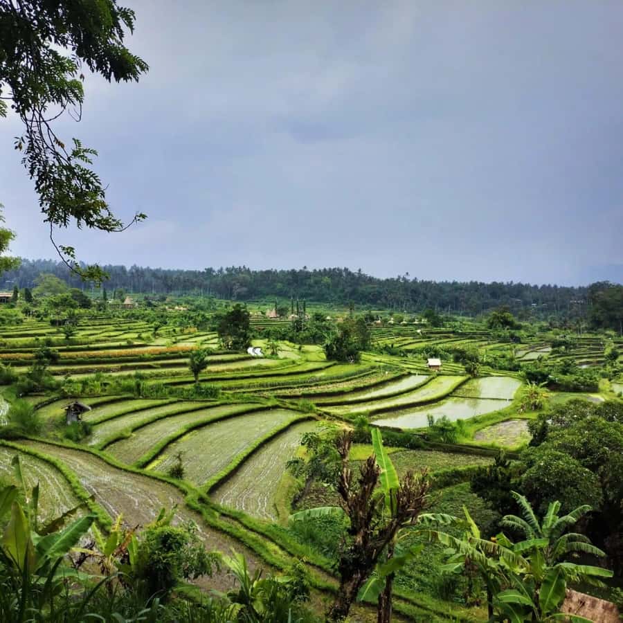 Explore rice terraces munduk & waterfall trekking experience - Buyan & Tamblingan Lakes: What You Should Look For