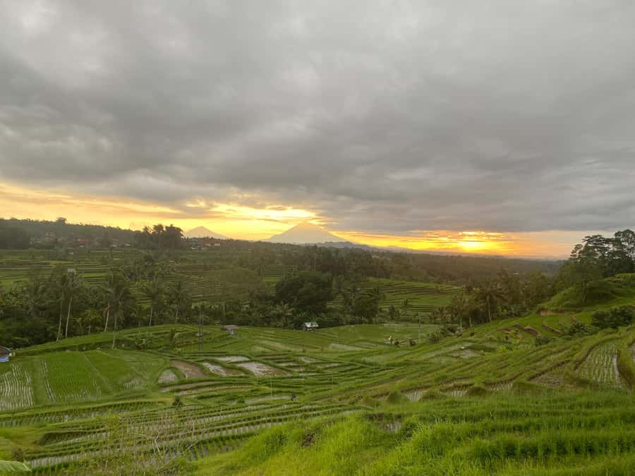 Explore rice terraces munduk & waterfall trekking experience - Lunch Included: Filling Food After Walking