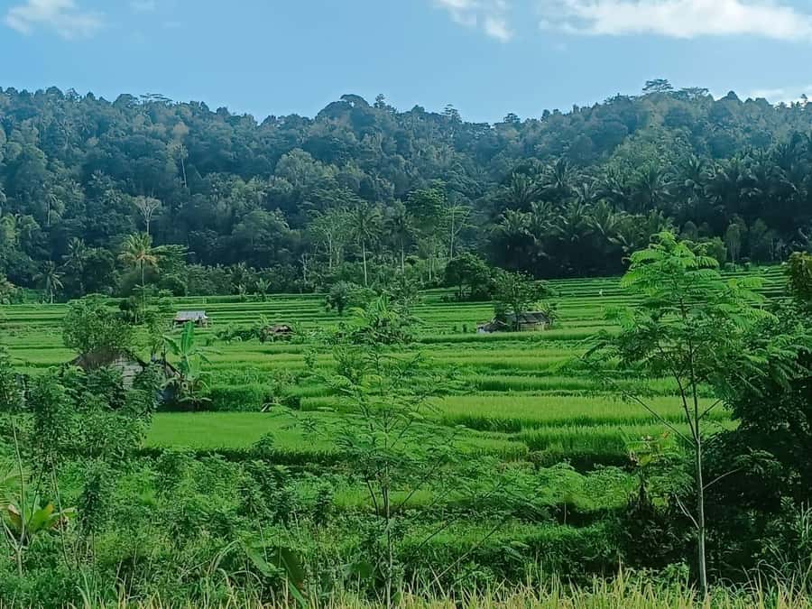 Explore rice terraces munduk & waterfall trekking experience - Celukan Bawang Port Pickup: Timing, Transfers, and Route Reality