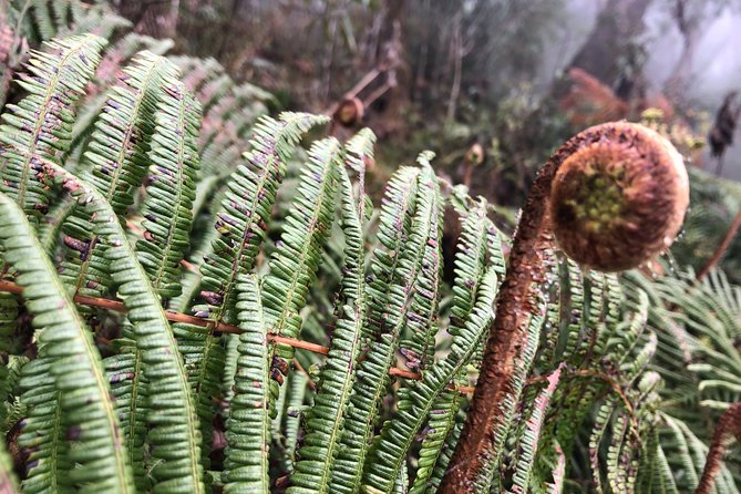 Exploring Fansipan: A 2-Day, 1-Night Trekking Adventure - When to Go: Seasonal Clues for Better Fansipan Days