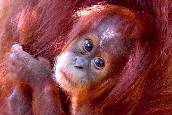 FAMILY JUNGLE TOUR: Orangutan Trek (4-hours hike) by EcoTravel Bukit Lawang - Key Things I’d Tell You Up Front