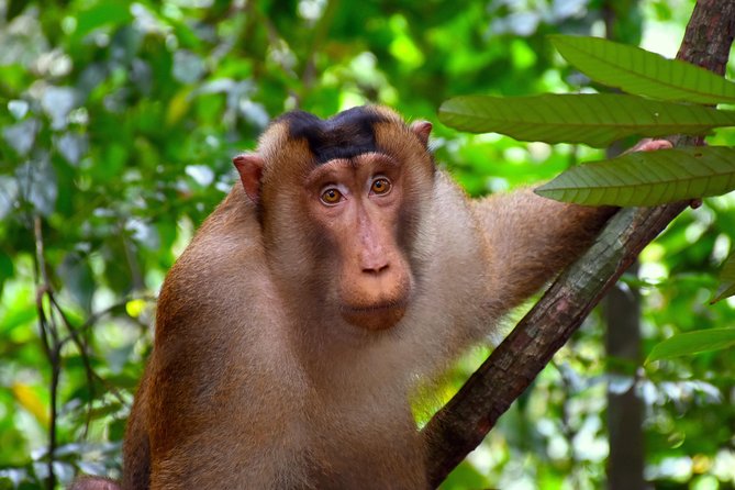 FAMILY JUNGLE TOUR: Orangutan Trek (4-hours hike) by EcoTravel Bukit Lawang - Orangutan Odds and Ethical Watching at Jungle-Wildlife Distance