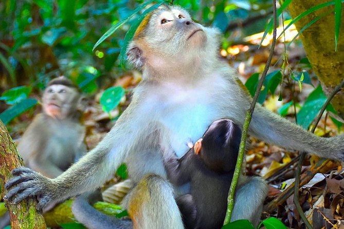FAMILY JUNGLE TOUR: Orangutan Trek (4-hours hike) by EcoTravel Bukit Lawang - Guides, Group Size, and Why Local Expertise Matters