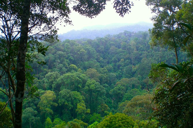 FAMILY JUNGLE TOUR: Orangutan Trek (4-hours hike) by EcoTravel Bukit Lawang - Packing and Jungle Rules That Keep the Day Comfortable