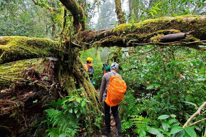 Fansipan Trek One Day Tour – Roof of Indochina - Hoang Lien Son: where the forest changes as you climb