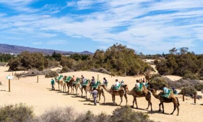 From Agadir: Camel Ride and Flamingo Trek - The Camel Ride Itself: Gentle Swings, Real Time in the Saddle