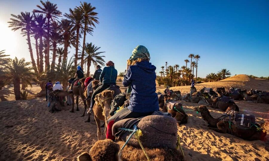 From Agadir: Camel Ride and Flamingo Trek - Who This Trip Fits Best (and Who Might Want to Skip)
