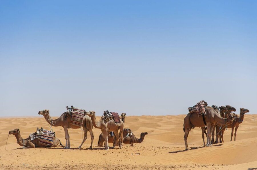 From Agadir: Camel Ride and Flamingo Trek - Value for Money: Is $19 Worth It?