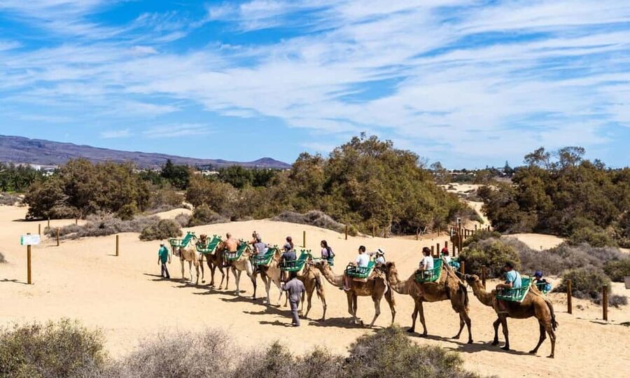 From Agadir: Camel Ride and Flamingo Trek - The Camel Ride Itself: Gentle Swings, Real Time in the Saddle