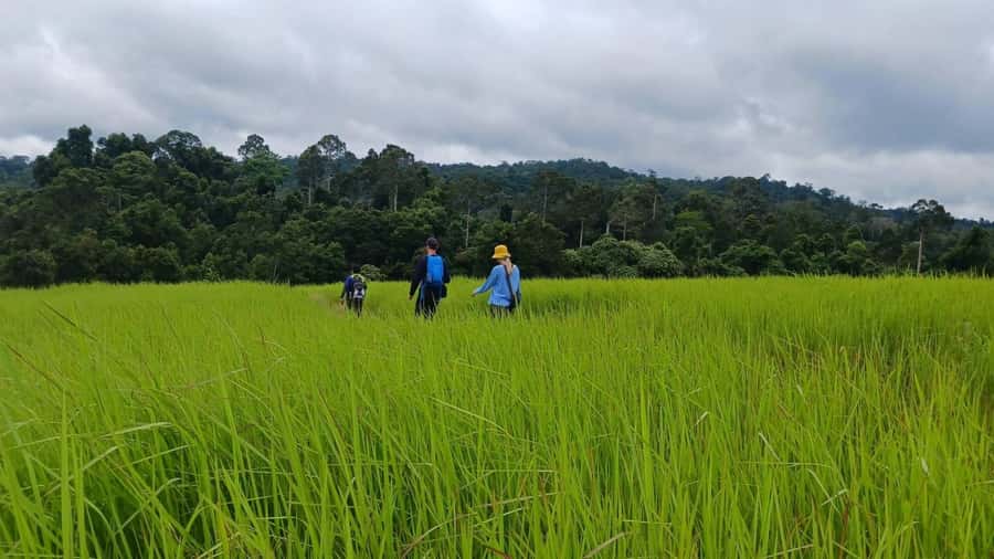 From Bangkok: Khao Yai National Park Jungle Trek with Lunch - Wildlife spotting: fun odds, not a promise
