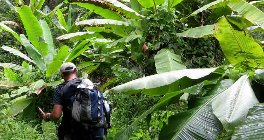 From Chiang Mai: High Mountain Day Trek - Viewpoint hiking and jungle time: what you’ll see on the trail