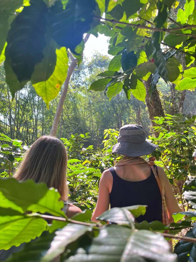 From Chiang Mai: High Mountain Day Trek - Transport, group size, and why you might feel a little “scheduled”