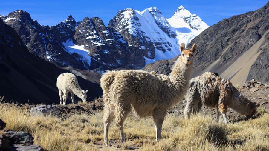 From Cusco: Rainbow Mountain Trek - The return hike: two hours that add up