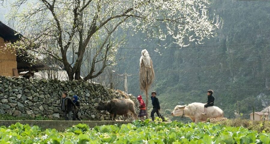 From Hanoi: 3-Day Sapa Trek with Guide, Homestay and Meals - Day 3: Giang Ta Chai Viewpoints, Bamboo Forest Walking, and Back to Sapa
