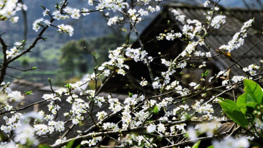 From Hanoi: Sapa 3-Day Medium Trek and Limousine Trip - Guides on this route: pace, context, and local knowledge that actually helps