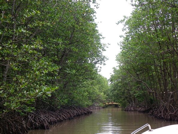 From Ho Chi Minh: Can Gio Trek – Monkey Island & Crocodile Farm - A full Can Gio day that feels like a different world