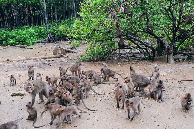 From Ho Chi Minh: Can Gio Trek – Monkey Island & Crocodile Farm - Rung Sac Military Base: war artifacts in the mangrove setting