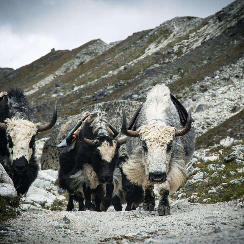 From Kathmandu: Guided Everest Base Camp Trek - Should You Book This Everest Base Camp Trek?
