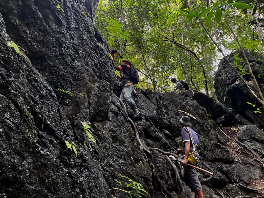 From Khao Sok: Half-Day Rainforest Trek with Local Guides - Should You Book This Khao Sok Rainforest Trek?