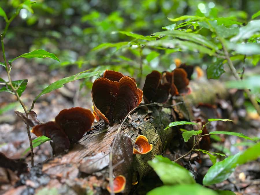 From Khao Sok: Half-Day Rainforest Trek with Local Guides - Caves on the Walk, Plus Monkeys and Coconut Collection