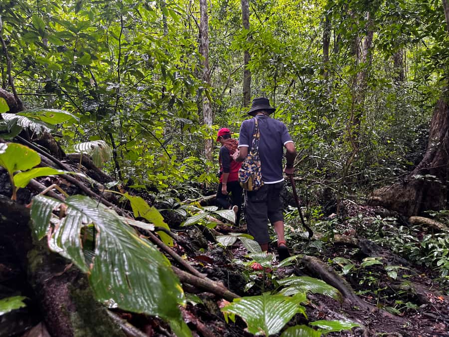 From Khao Sok: Half-Day Rainforest Trek with Local Guides - What the Packed Meal Is Really For
