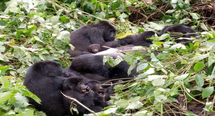 From Kigali: 1-Day Gorilla Trekking in Uganda - Key highlights
