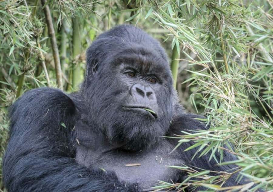 From Kigali: 1-Day Gorilla Trekking in Uganda - 3:00 AM Kigali Pickup and the Run to Mgahinga National Park