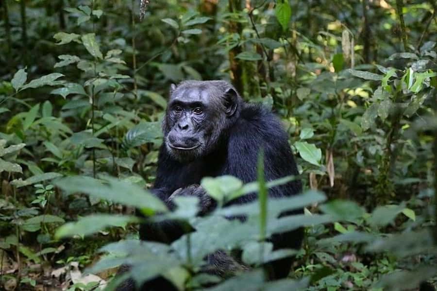 From Kigali: 1-Day Gorilla Trekking in Uganda - Breakfast Close to the Park: Fuel for a Strenuous, High-Altitude Trek