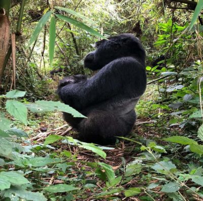From Kigali: 1-Day Gorilla Trekking in Uganda - Border Clearing and Meeting the Ranger Team at Park Headquarters