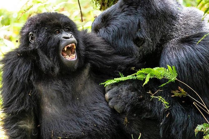 From Kigali: 10 Hour Day-trip Rwanda Gorilla Trekking with Lunch - The Gorilla Trek in the Forest: Timing and Photo Time