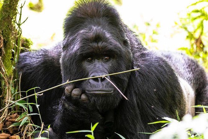 From Kigali: 10 Hour Day-trip Rwanda Gorilla Trekking with Lunch - Lunch and the Rest of Your 10-Hour Day
