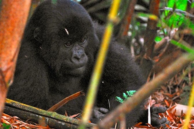 From Kigali: 10 Hour Day-trip Rwanda Gorilla Trekking with Lunch - Price and Value: $332.86 and the Permit Reality Check