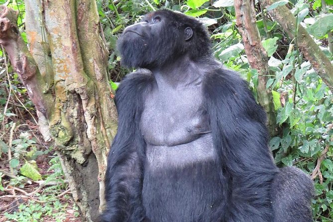 From Kigali: 10 Hour Day-trip Rwanda Gorilla Trekking with Lunch - What Reviews Emphasize: Guides Who Handle the Human Side