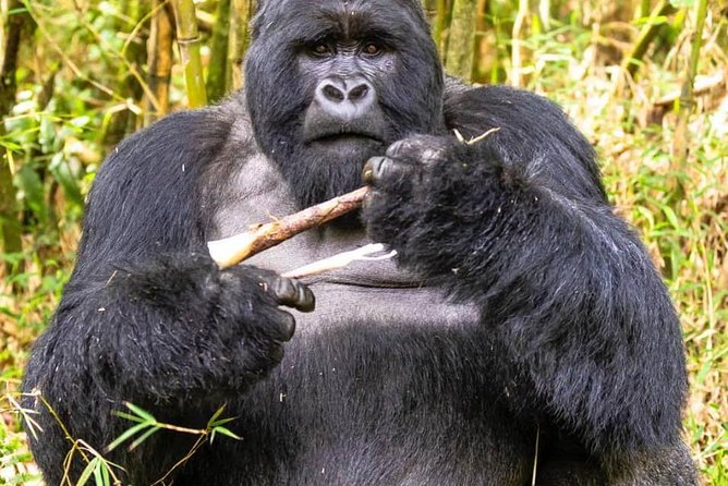 From Kigali: 10 Hour Day-trip Rwanda Gorilla Trekking with Lunch - Tips to Make the Trek Easier (and Better for Your Photos)