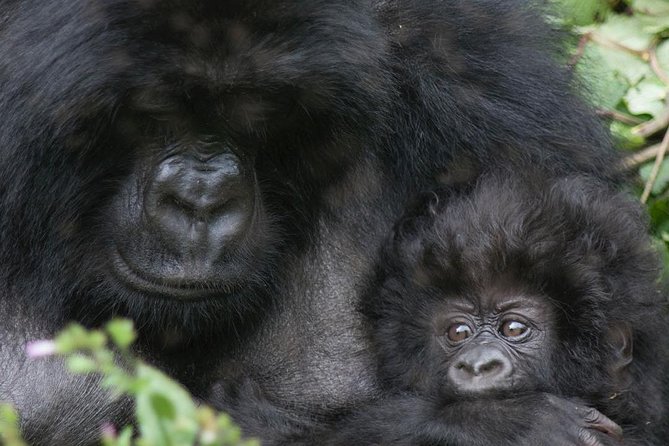 From Kigali: 10 Hour Day-trip Rwanda Gorilla Trekking with Lunch - Before You Meet Gorillas: Rules, Briefing, and Pacing