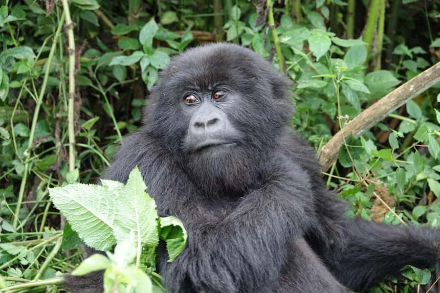 From Kigali: 2-Day Gorilla Trek: Bwindi Nat Park - The morning setup: breakfast, formalities, then into the forest