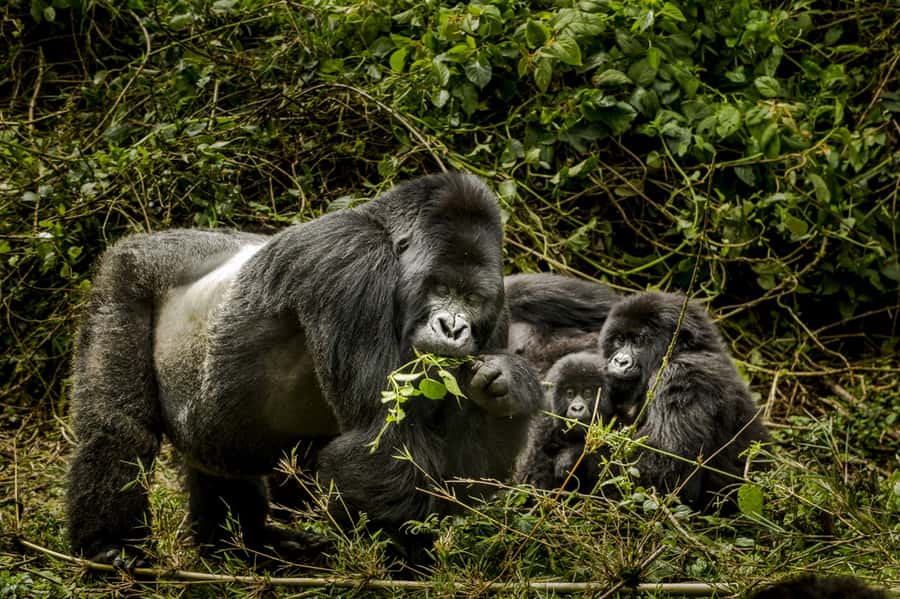 From Kigali: 2-Day Gorilla Trek: Bwindi Nat Park - Up close for one hour: what you’re allowed to do (and why)