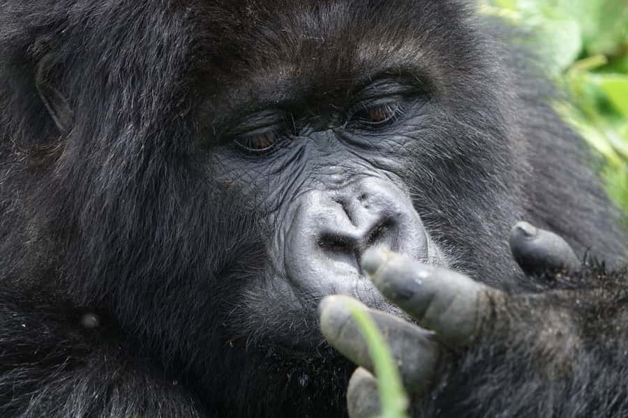 From Kigali: 2-Day Gorilla Trek: Bwindi Nat Park - Price and logistics: what $560 buys you, and what costs extra